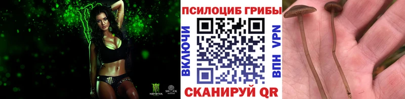 Купить где  Шагонар  Псилоцибиновые грибы Psilocybine cubensis 